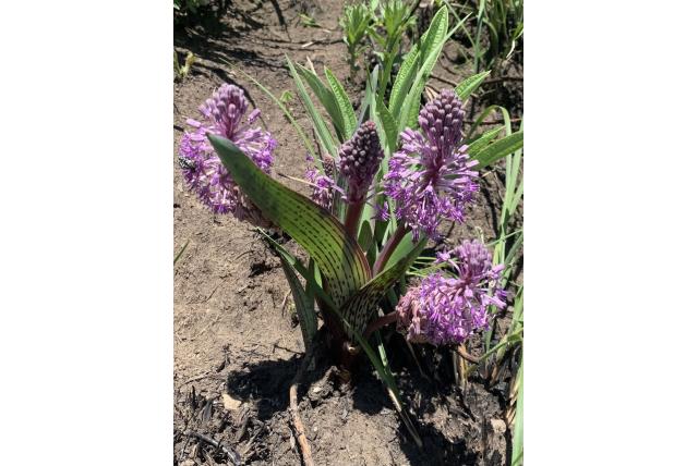 Zeer rijkbloeiend ledebouria Zeer rijkbloeiend ledebouria