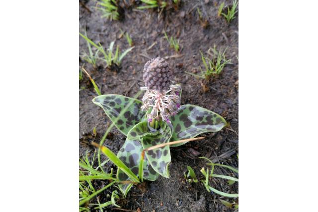 Gerolde blad ledebouria Gerolde blad ledebouria