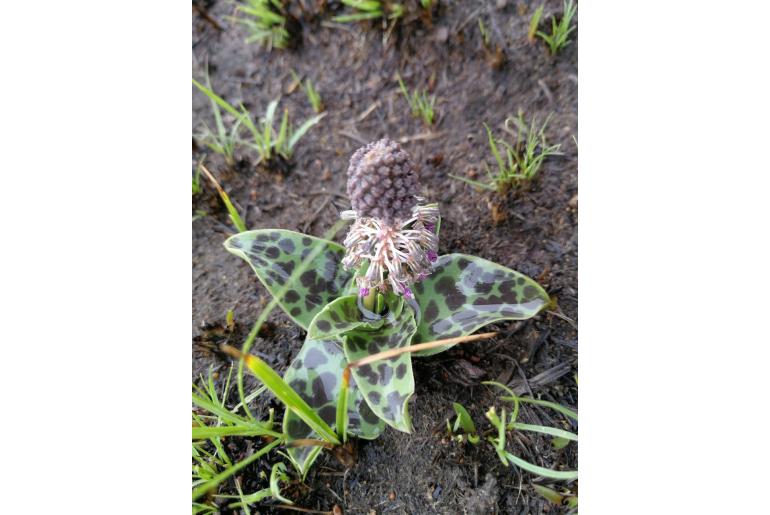 Ledebouria revoluta 4410