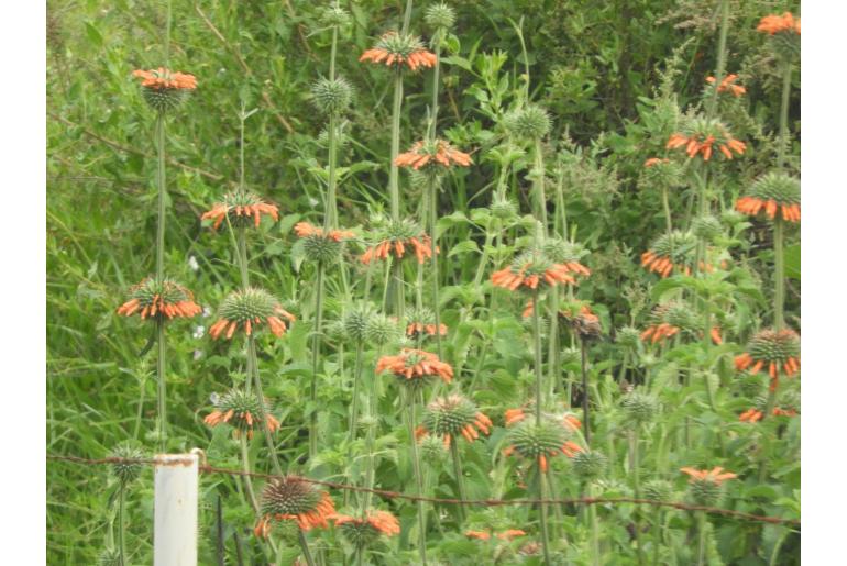 Leonotis nepetifolia -4411
