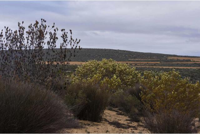 Hoge leucadendron