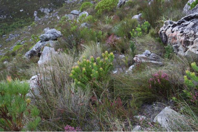 Oleabladig speldenkussen Oleabladig speldenkussen