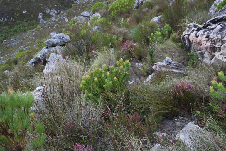 Leucospermum oleifolium 4453