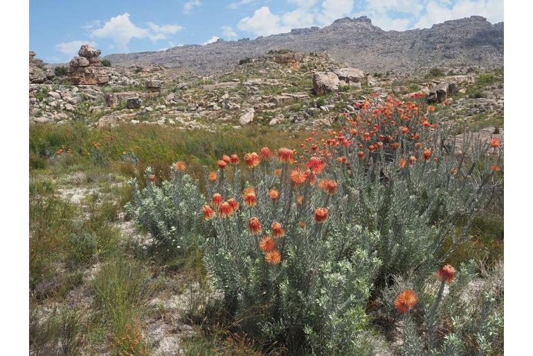 Leucospermum reflexum 4455