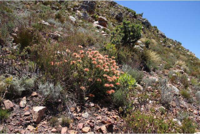 Hottentot speldenkussen Hottentot speldenkussen