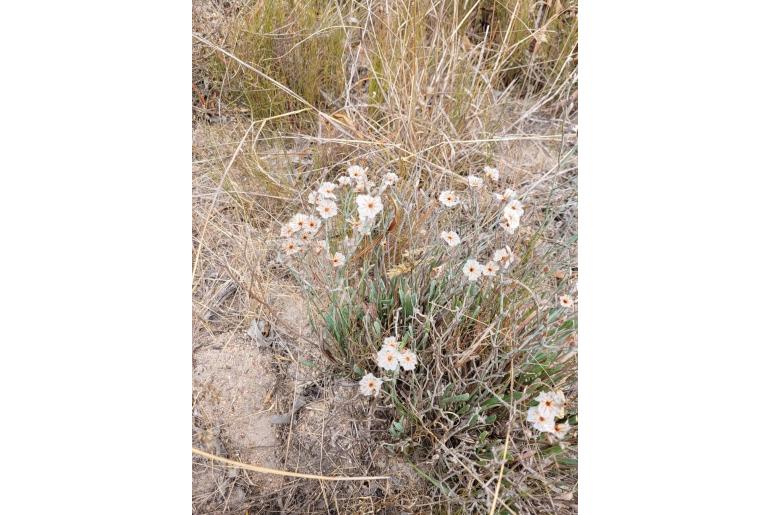 Limonium purpuratum -4457