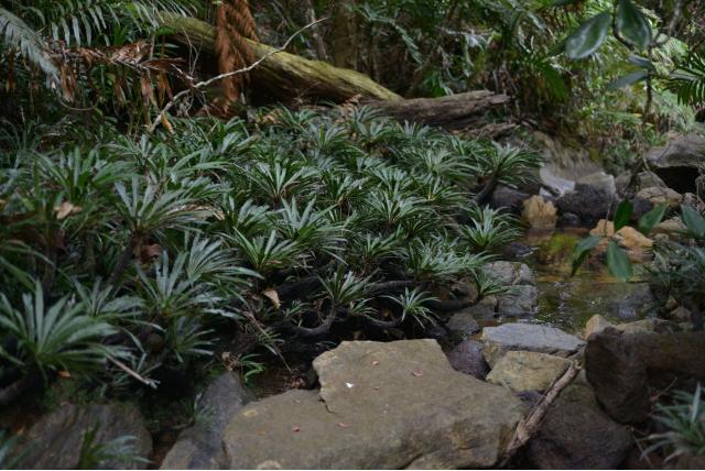 Stompe blechnum