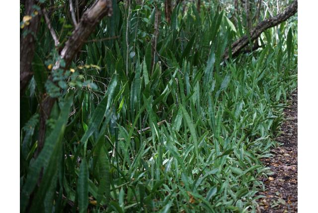 Hyacinth-achtige sansevieria
