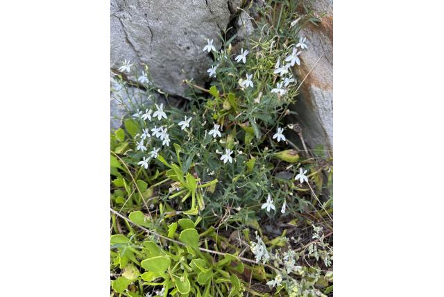 Donzige lobelia