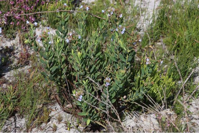 Lobostemon met blauwgroen blad