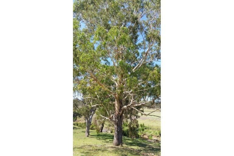 Eucalyptus nobilis 4474