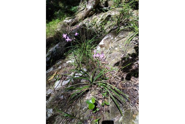 Zoete knoflook Zoete knoflook