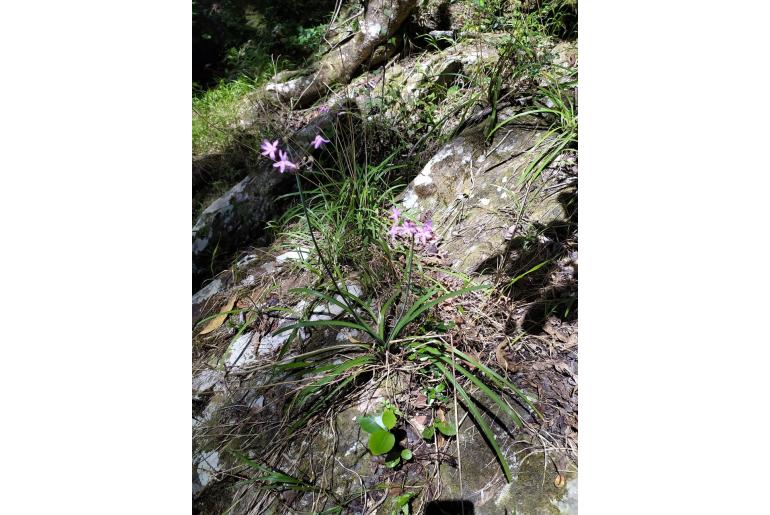 Tulbaghia maritima 4492