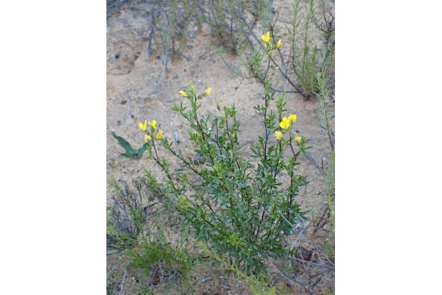 Klierachtige melolobium