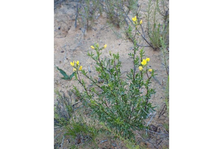 Melolobium adenodes 4494
