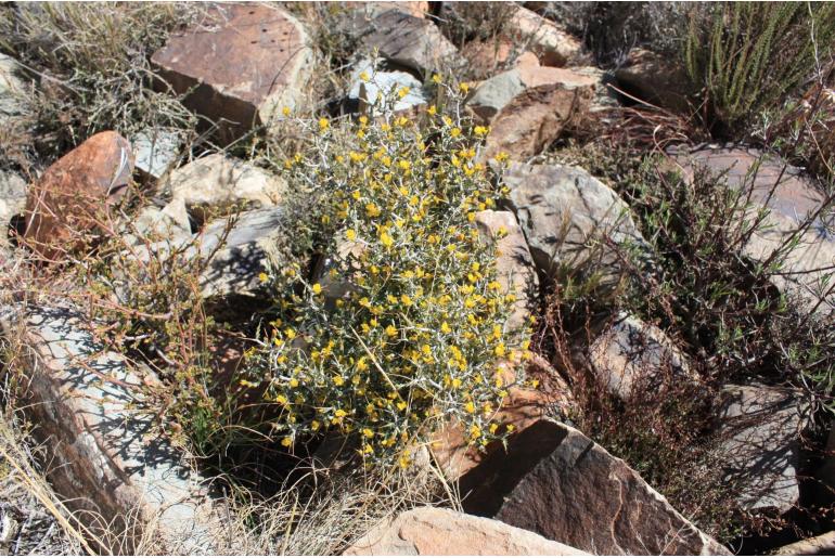 Melolobium candicans 4495