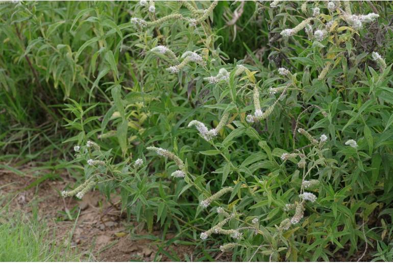 Mentha longifolia -4497
