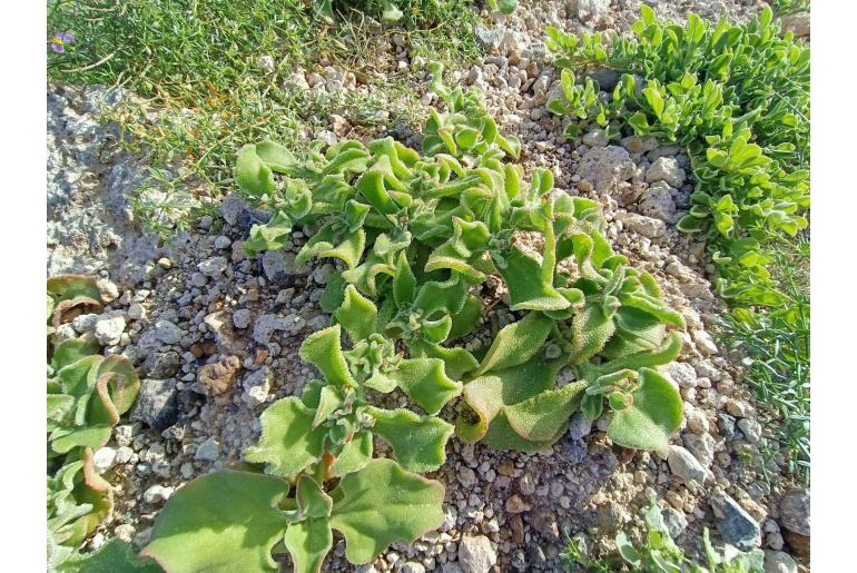 Mesembryanthemum crystallinum Mesembryanthemum crystallinum -4499