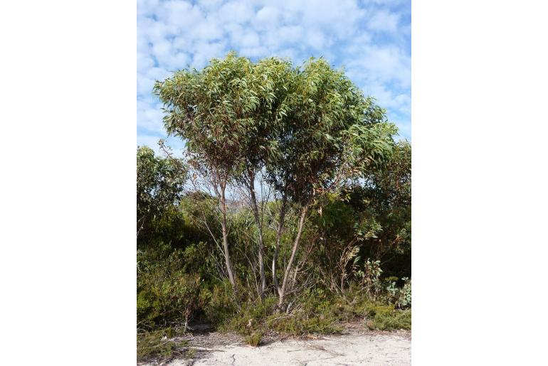 Eucalyptus notactites 4507