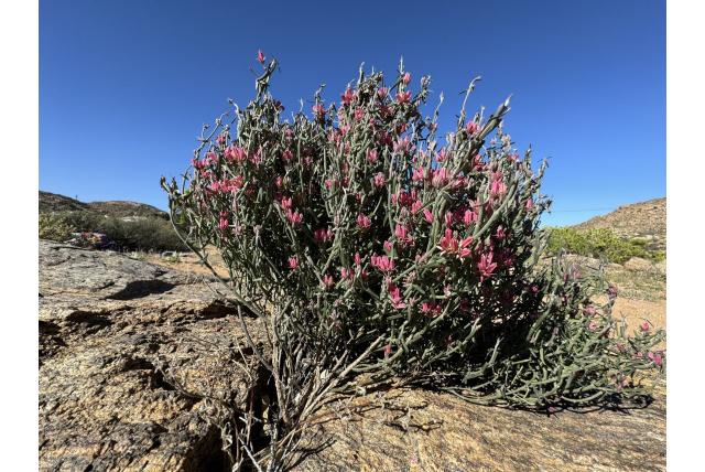 Pijlvormige microloma