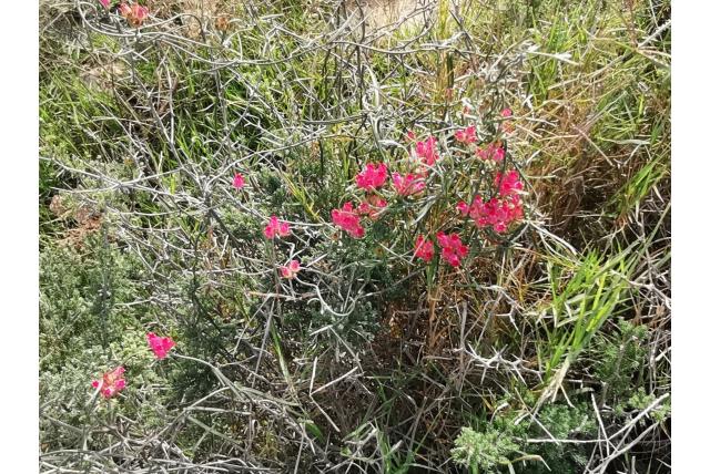 Smalbladige microloma