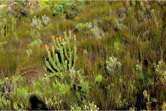 Gouden mimetes Gouden mimetes