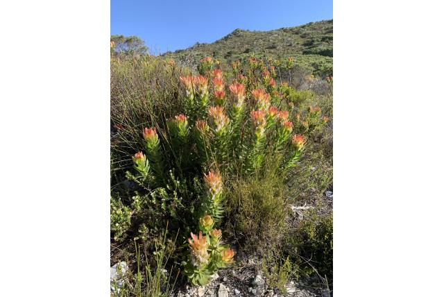 Kapvormige mimetes Kapvormige mimetes