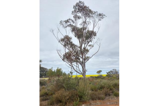 Corpulente Eucalyptus Corpulente Eucalyptus