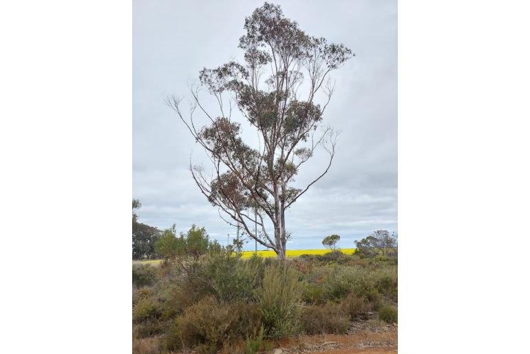 Eucalyptus obesa 4514