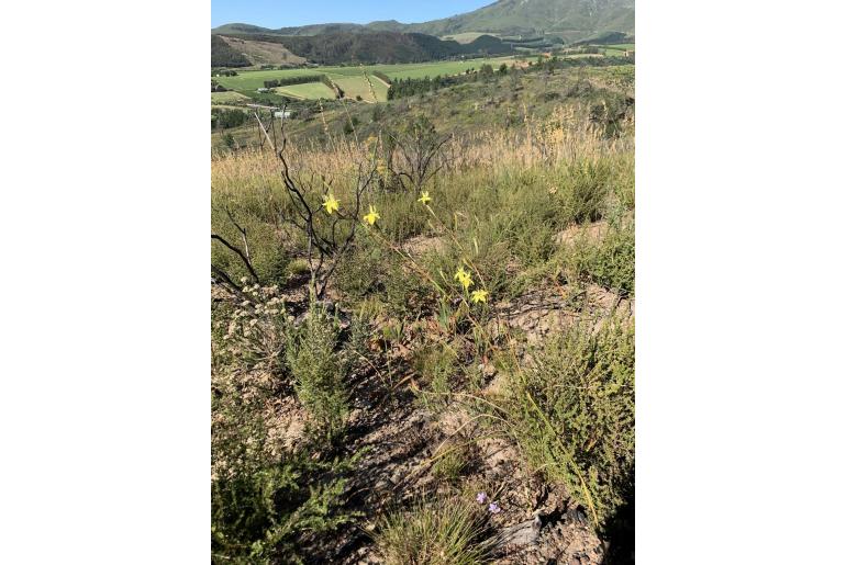 Moraea bituminosa -4522
