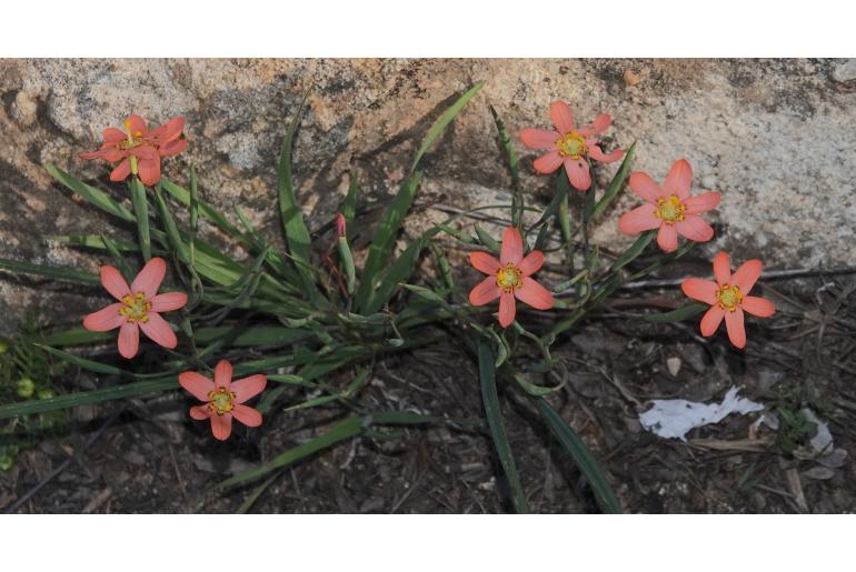 Moraea brachygyne -4523