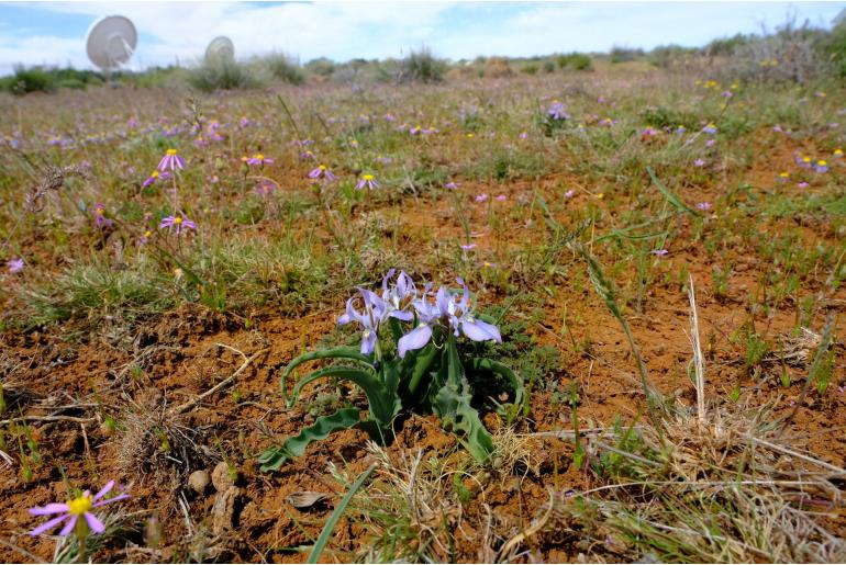 Moraea ciliata -4525