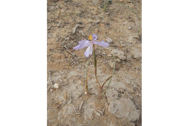 Golvend gebladerde Moraea