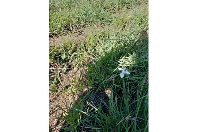 Elliot's Moraea