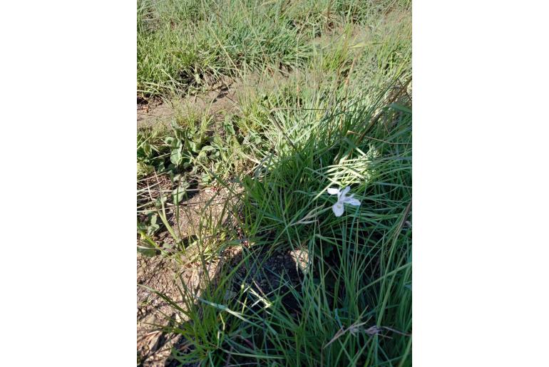 Moraea elliotii -4529