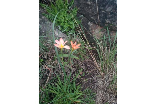 Slappe moraea