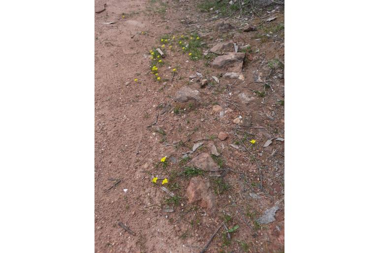 Moraea fugacissima -4532