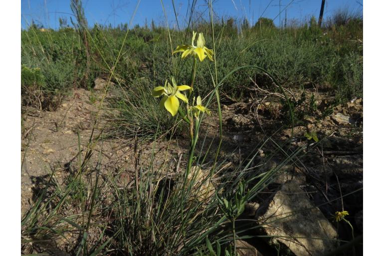 Moraea fugax -4533