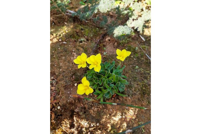 Moraea galaxia -4534