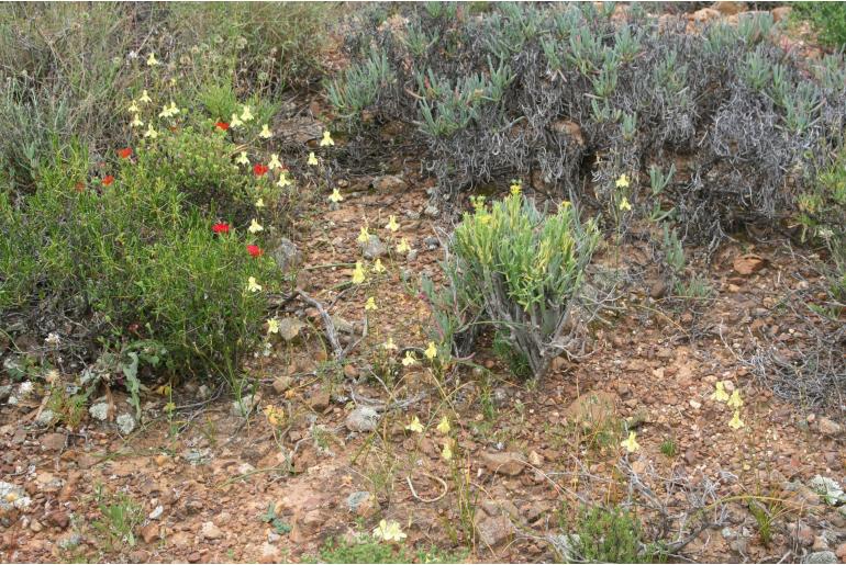 Moraea gawleri -4535