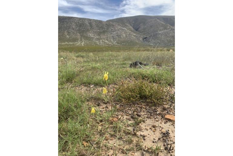 Moraea inconspicua -4536