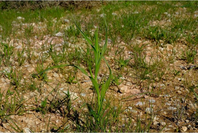 Moraea knersvlaktensis -4537