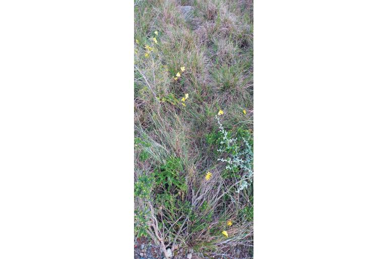 Moraea lewisiae -4538