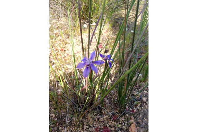 Donkerblauwe Moraea