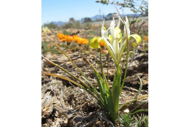 Moraea macronyx -4541