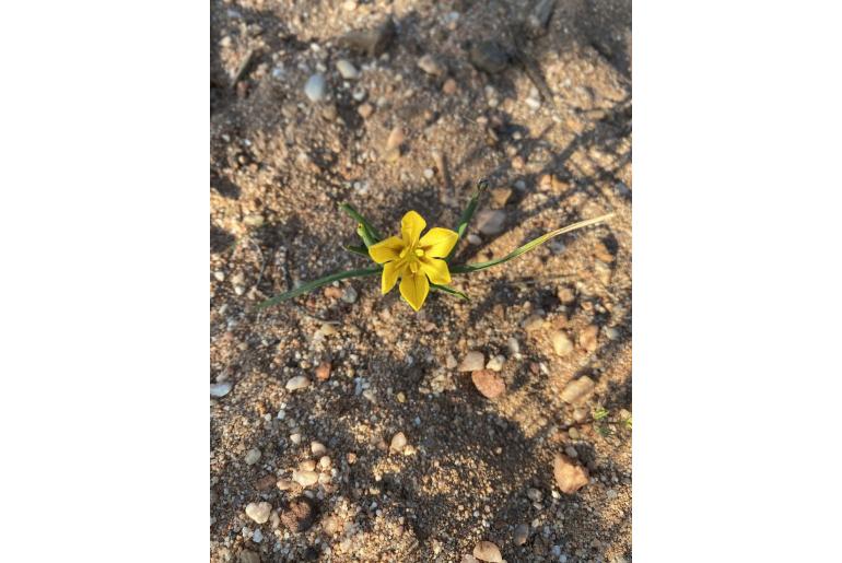 Moraea nana -4543
