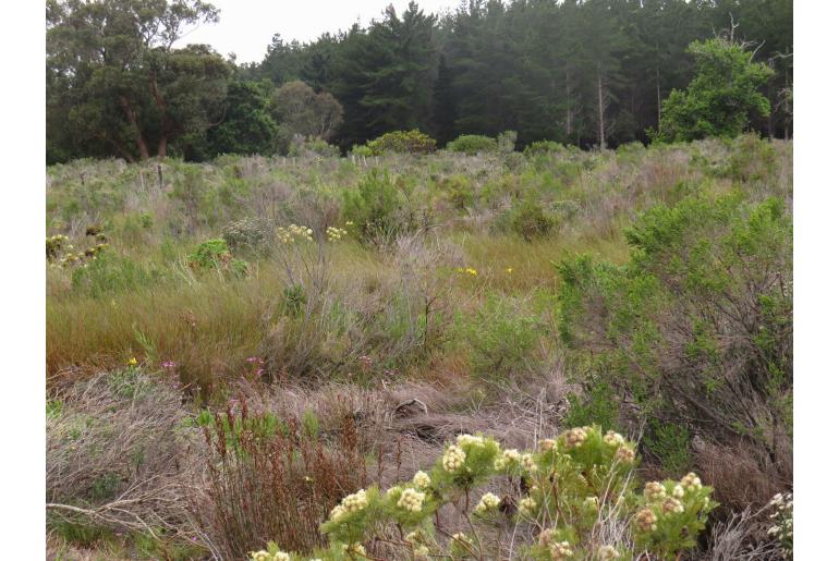 Moraea neglecta -4544
