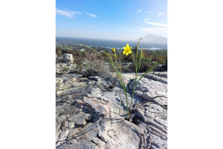 Moraea ochroleuca -4545