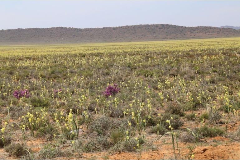 Moraea pallida -4546