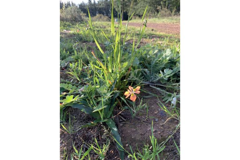 Moraea papilionacea -4547